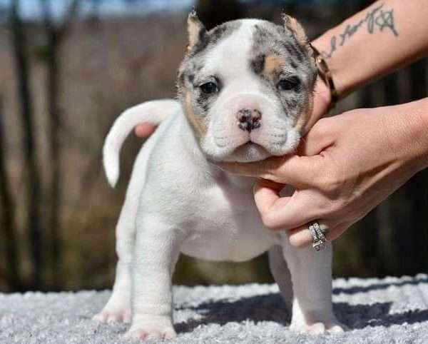 Vito - Pocket Bully Puppy