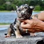 Exotic American Bully for Sale