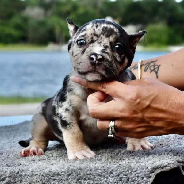 Exotic American Bully for Sale