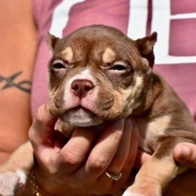 American Pocket Bully