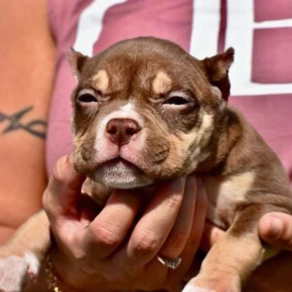 American Pocket Bully