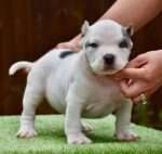 Pocket American Bully Puppy