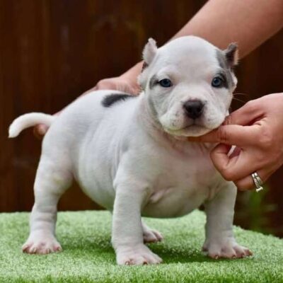 Pocket American Bully Puppy