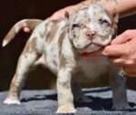 American Bully Standard for Sale