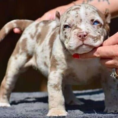 American Bully Standard for Sale