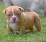 American Bully Pocket for sale