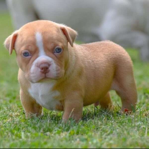 American Bully Pocket for sale