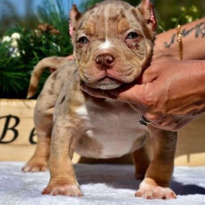 Micro Bully for Sale $1500