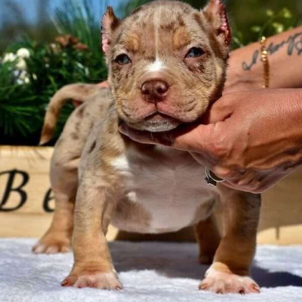 Micro Bully for Sale $1500