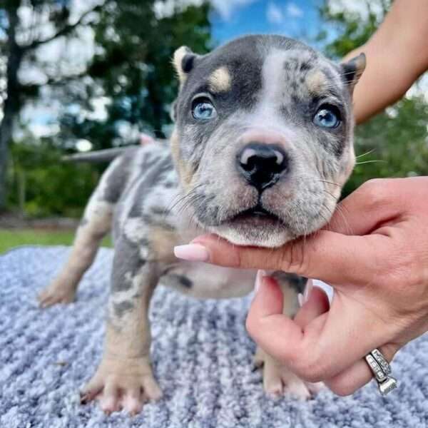 American Standard Bully for sale | 5 months old puppy