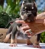 American Pocket Bullies for sale