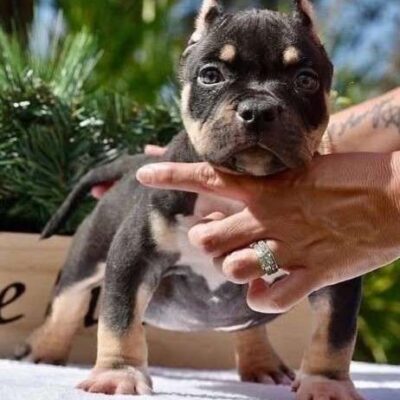 American Pocket Bullies for sale