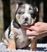 Micro Bully for Sale $1500