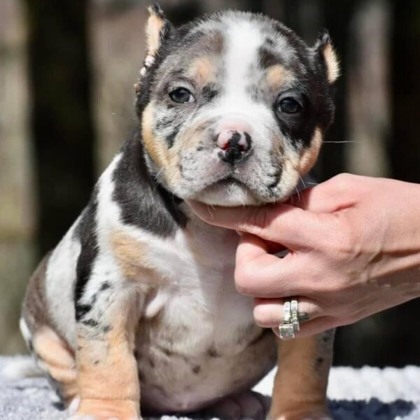 Micro Bully for Sale $1500