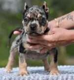 American Pocket Bully Puppies