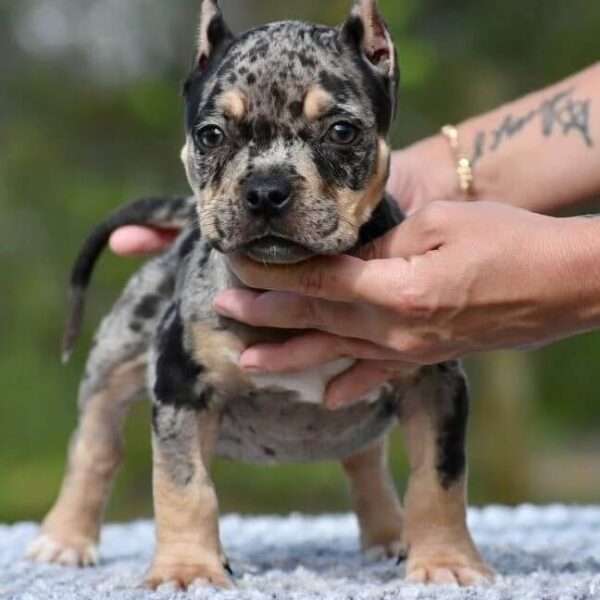 American Pocket Bully Puppies
