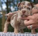 American Pocket Bully for sale