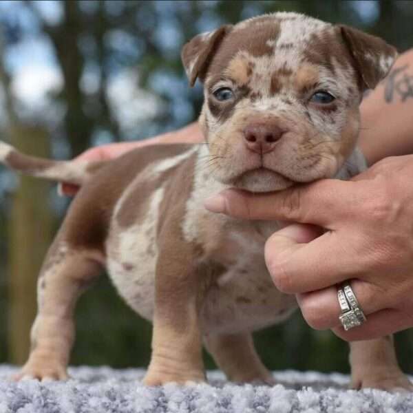 American Pocket Bully for sale