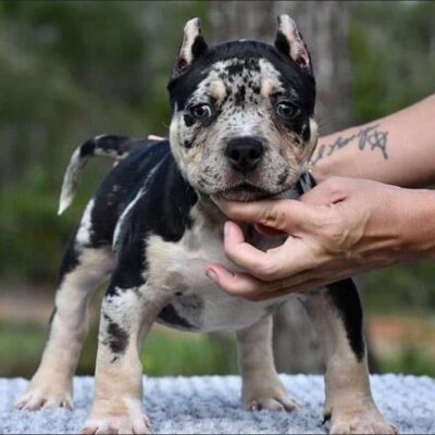 American Bully XL for sale