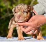 Pocket Bully Puppy for Sale