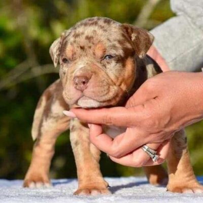 Pocket Bully Puppy for Sale
