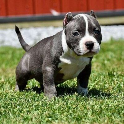 Micro American Bully for Sale