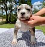Pocket Bullies for sale