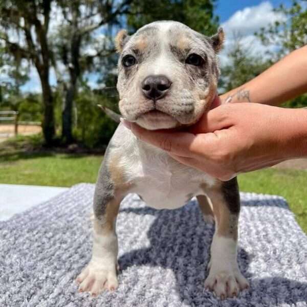 Pocket Bullies for sale