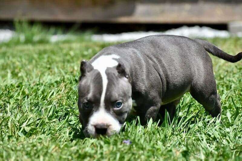 American bully for sale