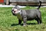 American Bullies Home