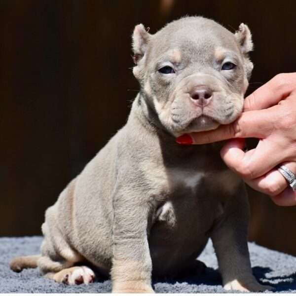 American Bully Pocket Puppy