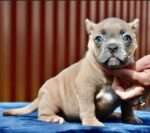 Standard American Bully for Sale