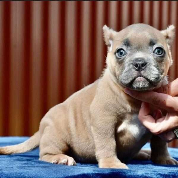 Standard American Bully for Sale