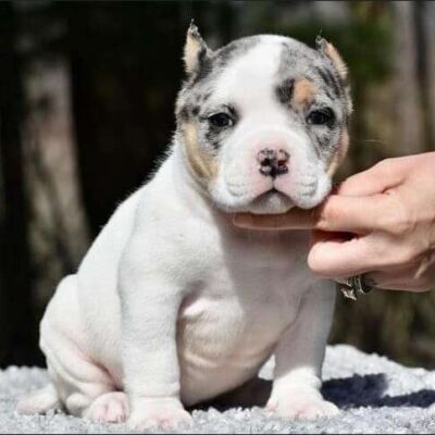 Pocket American Bully for Sale