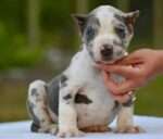 American Bully XL Puppy for Sale