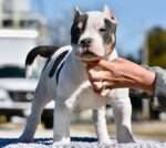 Pocket American Bully Puppy for Sale