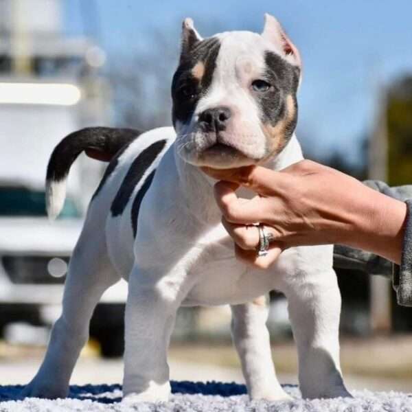Pocket American Bully Puppy for Sale