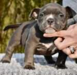 American Micro Bully for Sale