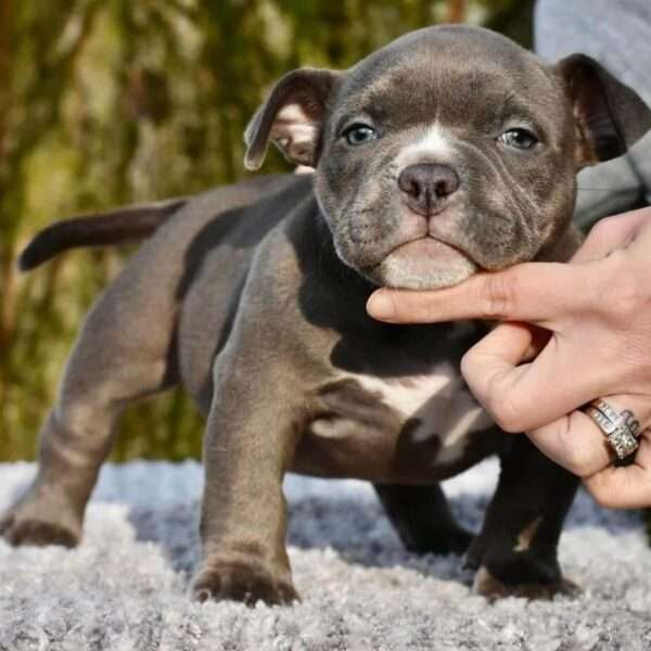 American Micro Bully for Sale