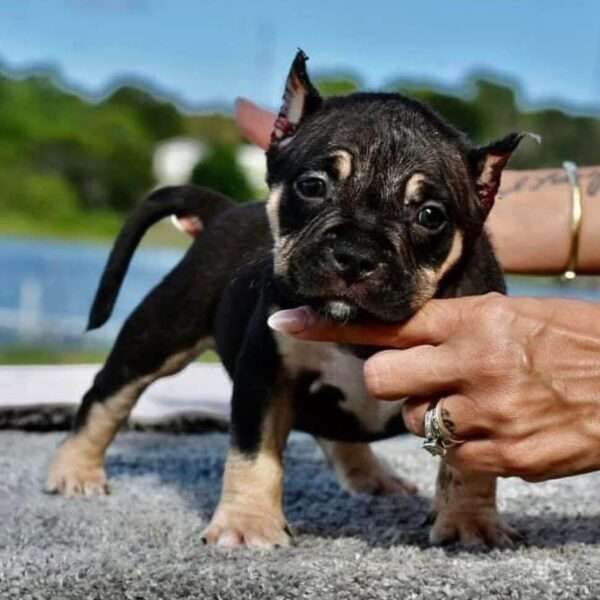 American Pocket Bully puppy for sale