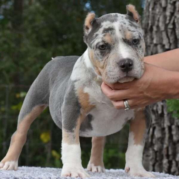 XL American Bully for sale