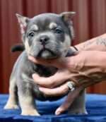 Micro Bully puppy for sale