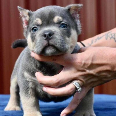 Micro Bully puppy for sale