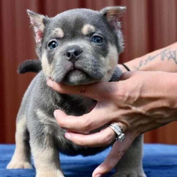Micro Bully puppy for sale