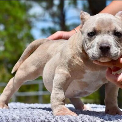 pocket bully dog for sale​
