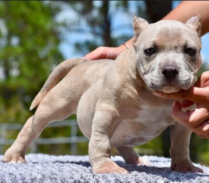 Screenshot_18(1) pocket bully dog for sale