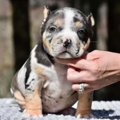 Micro Bully dog for sale