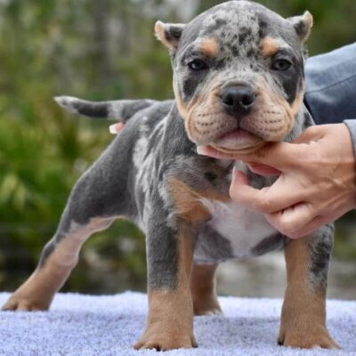 American Bully Standard for Sale