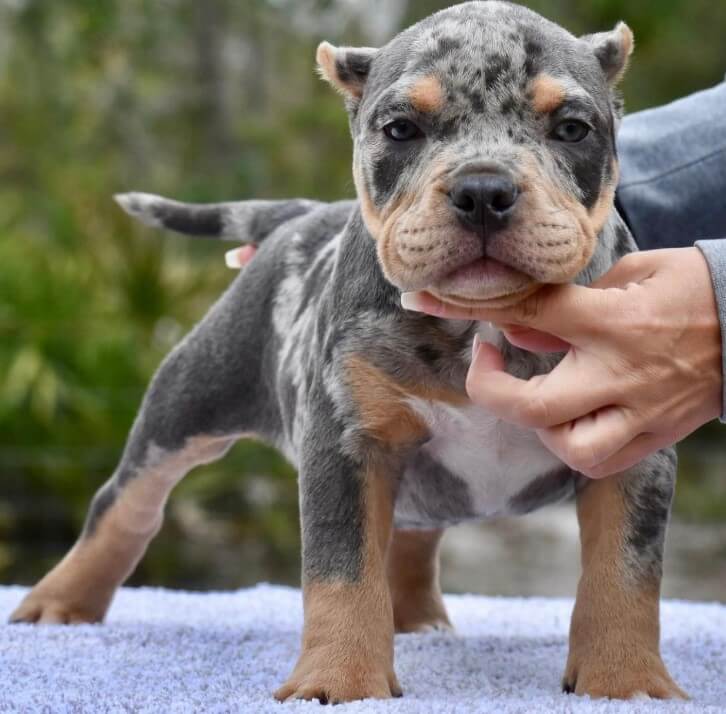 Screenshot_30 American Bully Standard for Sale