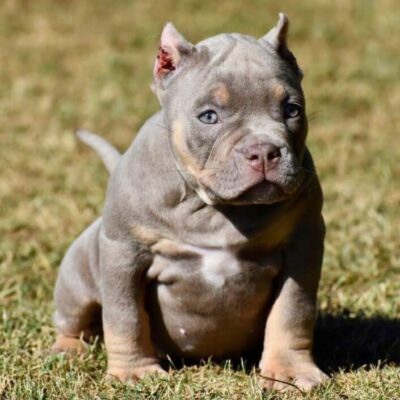 American Pocket Bully Dog